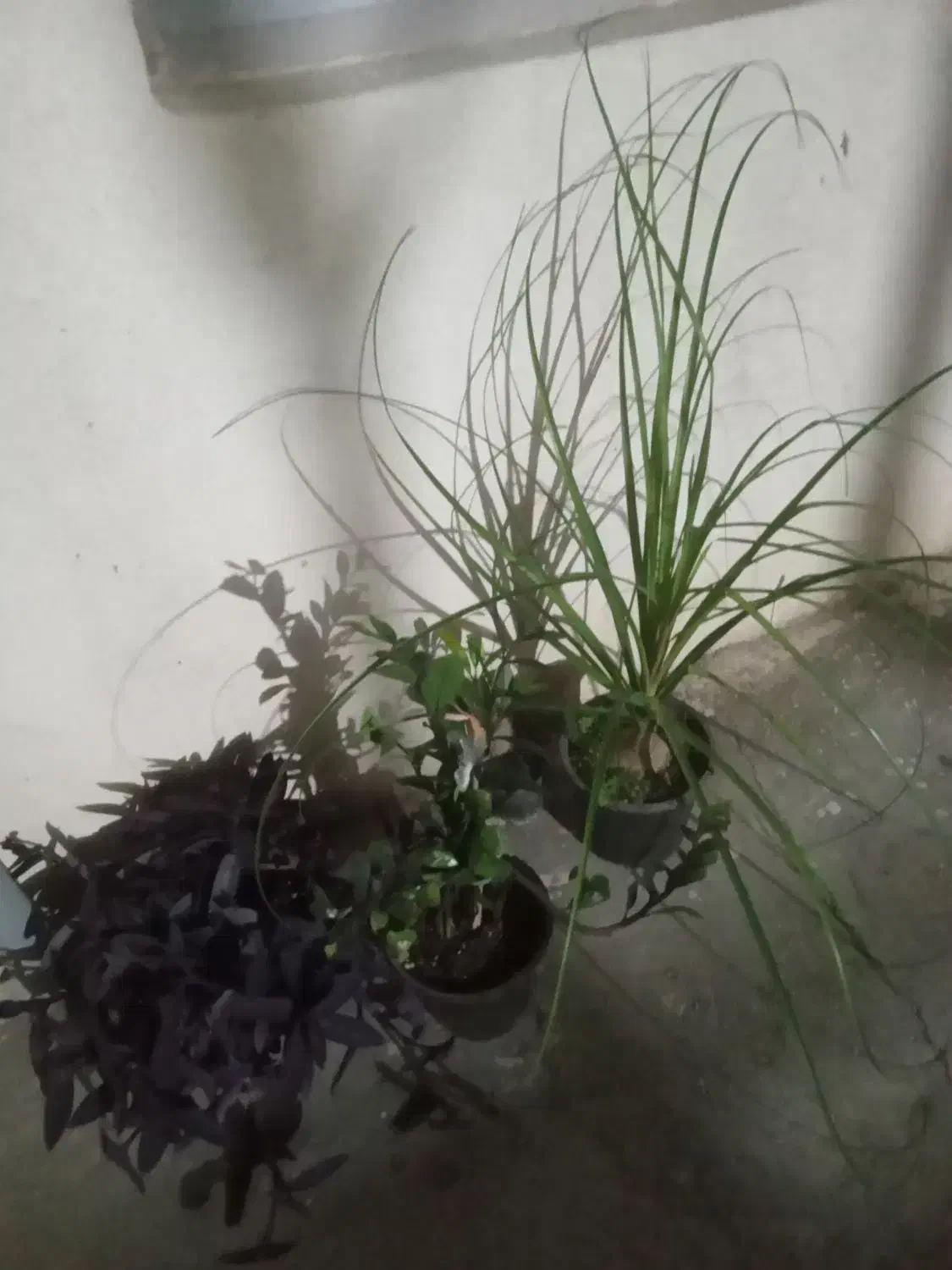 گل زیبا وجذاب|گل و گیاه طبیعی|اسلامآباد غرب, |دیوار