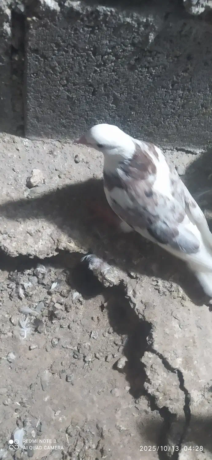 کبوتر|پرنده|رودخانه, |دیوار