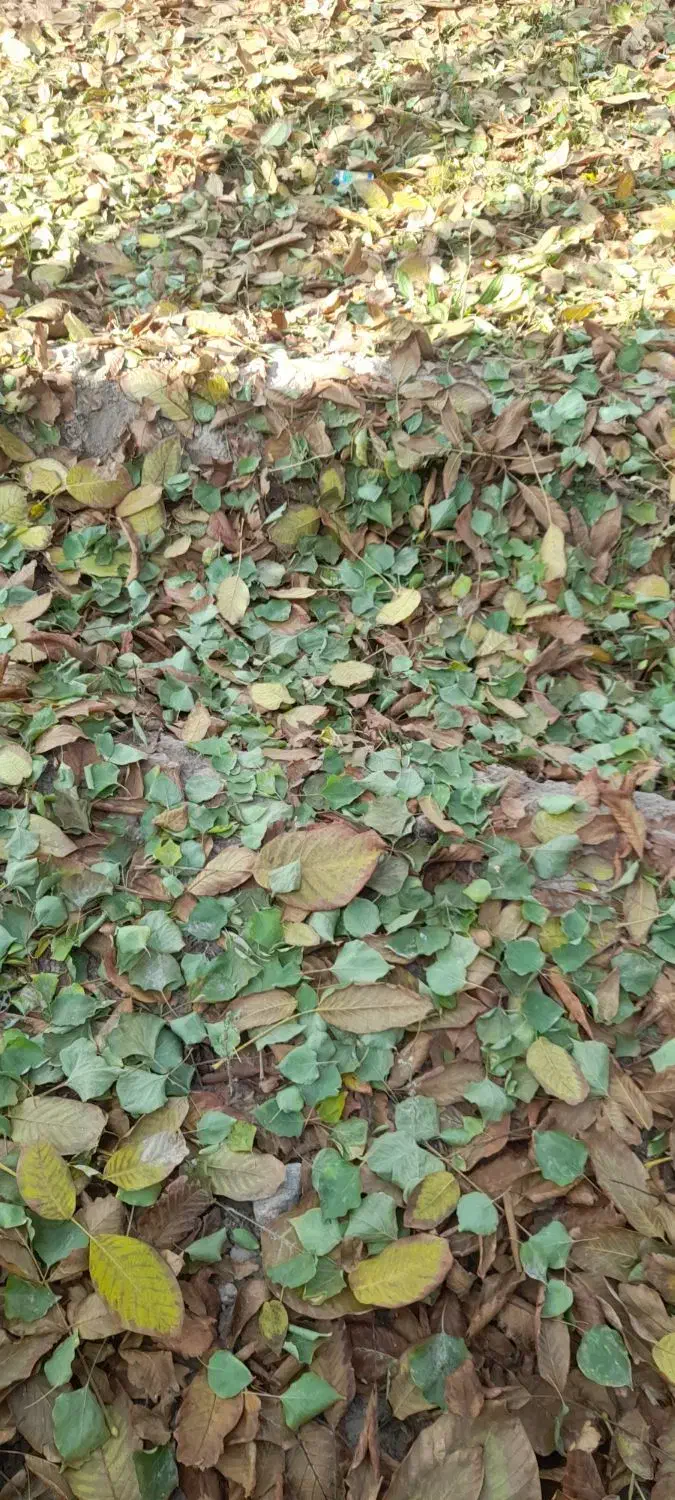 برگ درختان خوراک برای دام|گل و گیاه طبیعی|خسروشاه, |دیوار