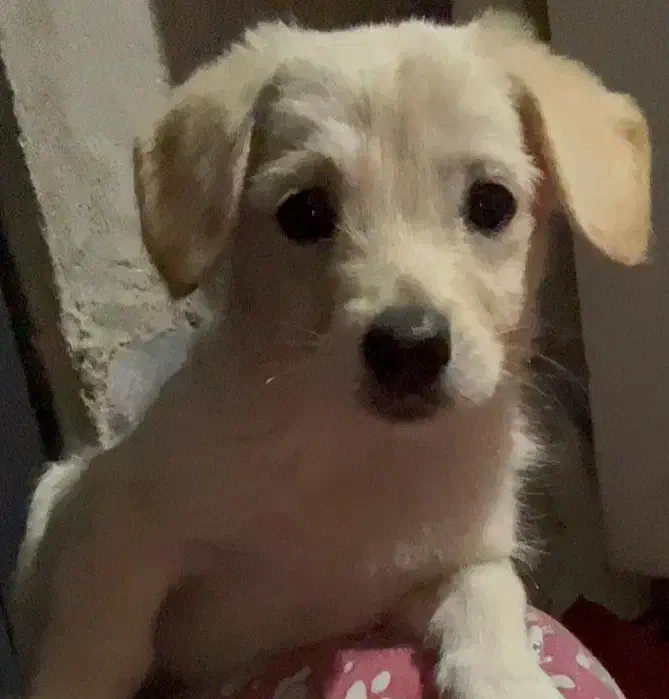 سگ خانگی بسیار تمیز و بی صدا|سگ|پاکدشت, پاکدشت (مامازند)|دیوار