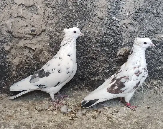 کبوتر پرشی|پرنده|پیر بکران, |دیوار