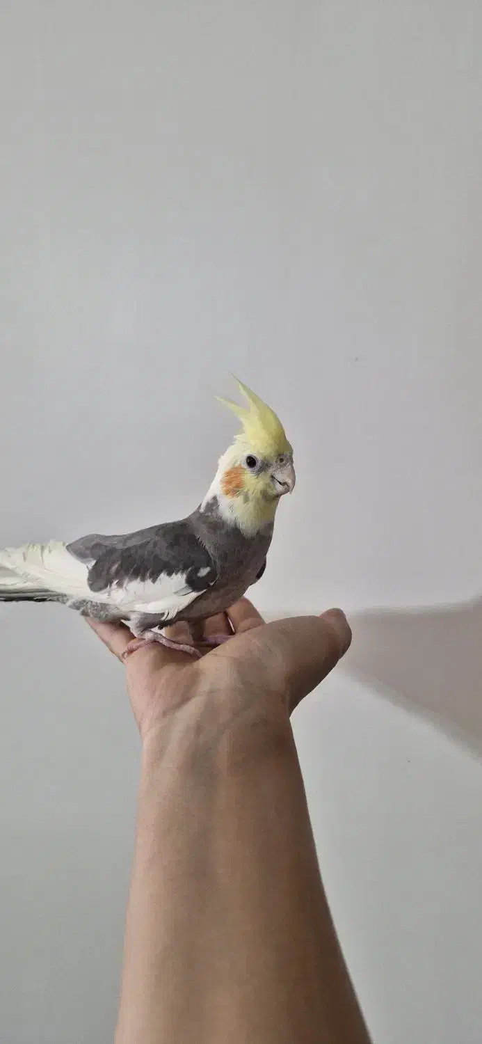 عروس هلندی|پرنده|فلاورجان, |دیوار