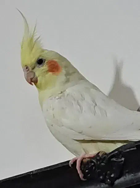 عروس هلندی گمشده|پرنده|نوشهر, |دیوار