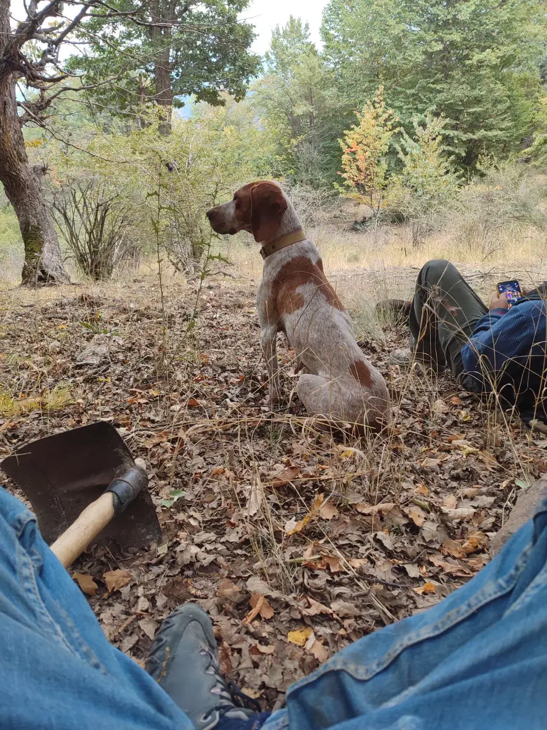 توله شکاری ترافل|سگ|گلی داغ, |دیوار