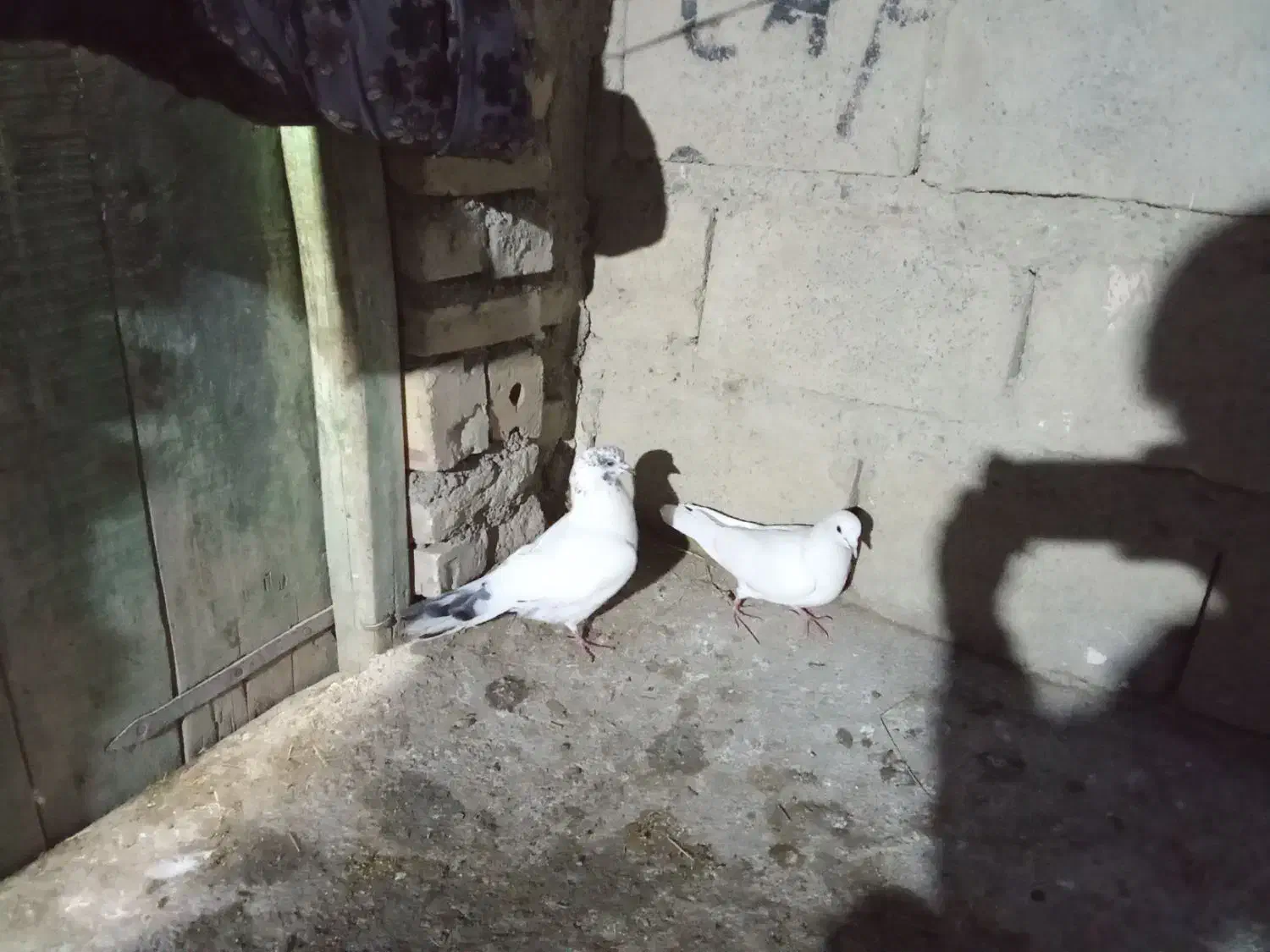 1 جفت کبوتر پرشی|پرنده|سلماس, |دیوار