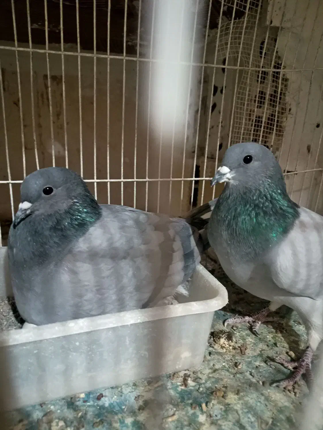 نر و ماده دمگیر فیروزه‌ای|پرنده|شاهین‌شهر, گزبرخوار|دیوار