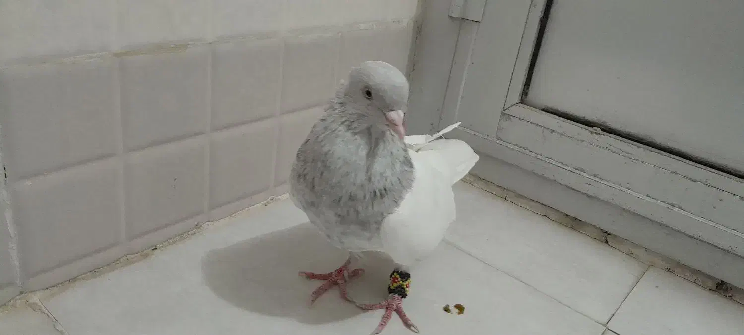 نر الماسی جوان اماده جفت کردن|پرنده|قم, کیوانفر|دیوار