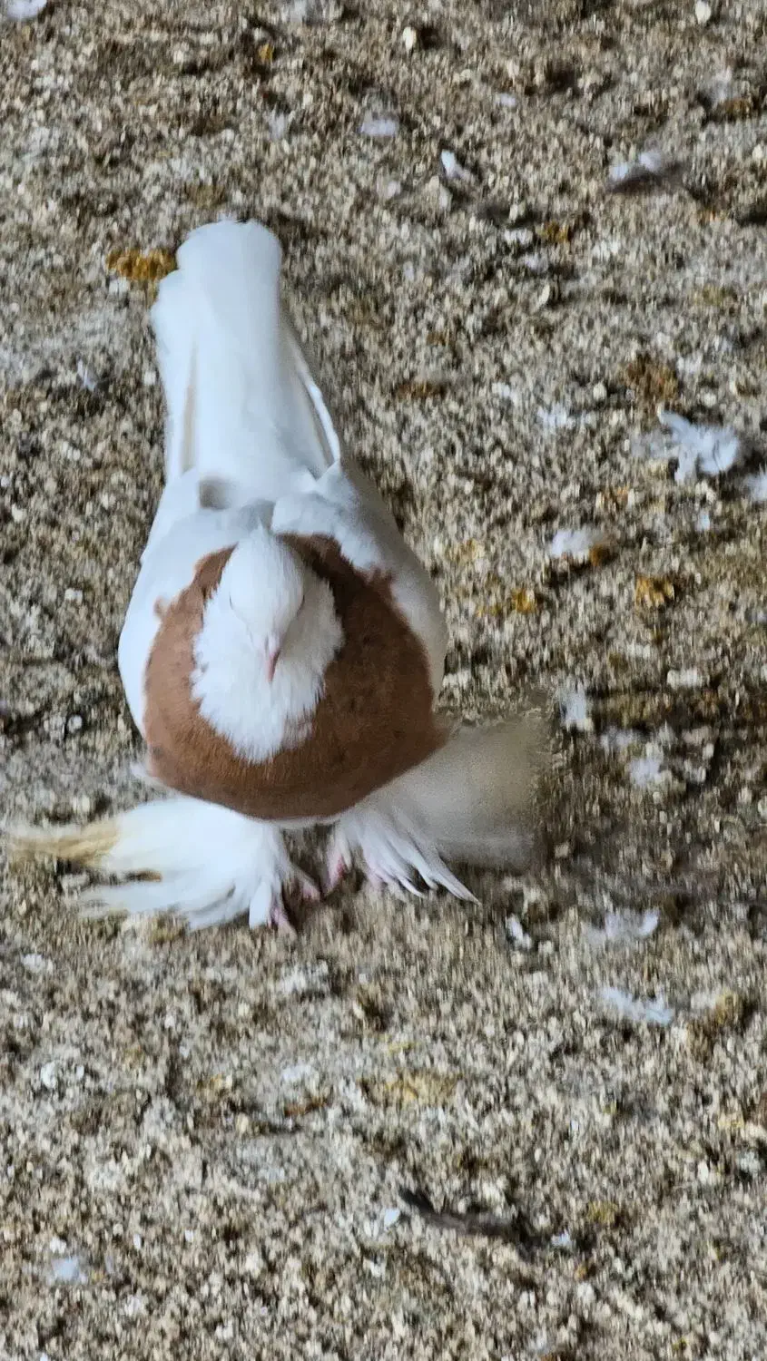 کبوتر طوقی اصل|پرنده|بندر گناوه, |دیوار