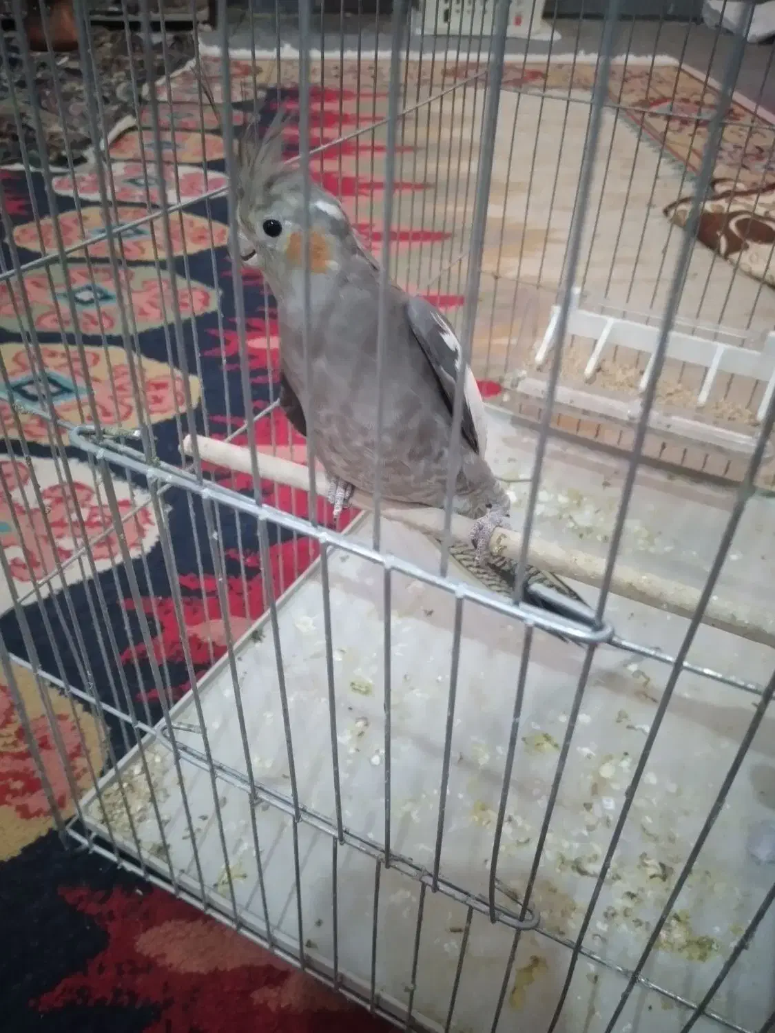 پرنده|پرنده|شازند, |دیوار