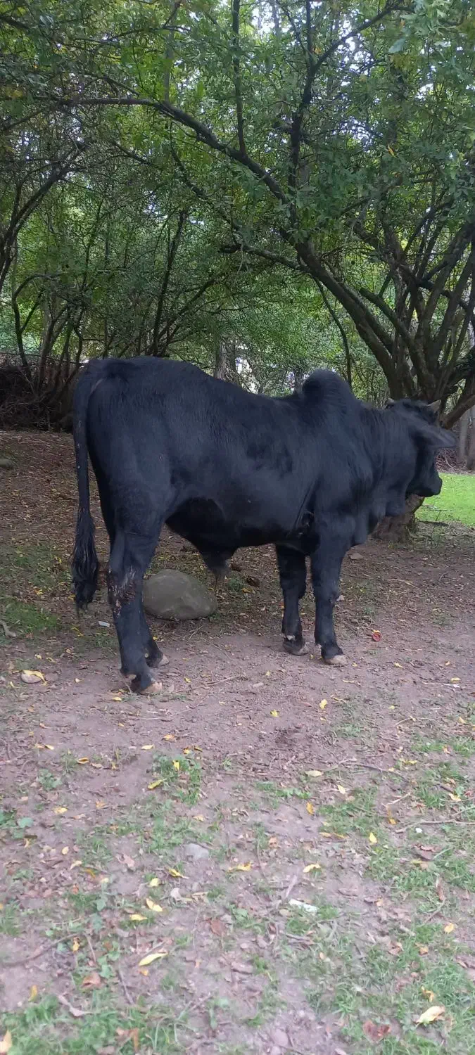 گوساله نر ناف دار|حیوانات مزرعه|رضوانشهر, |دیوار