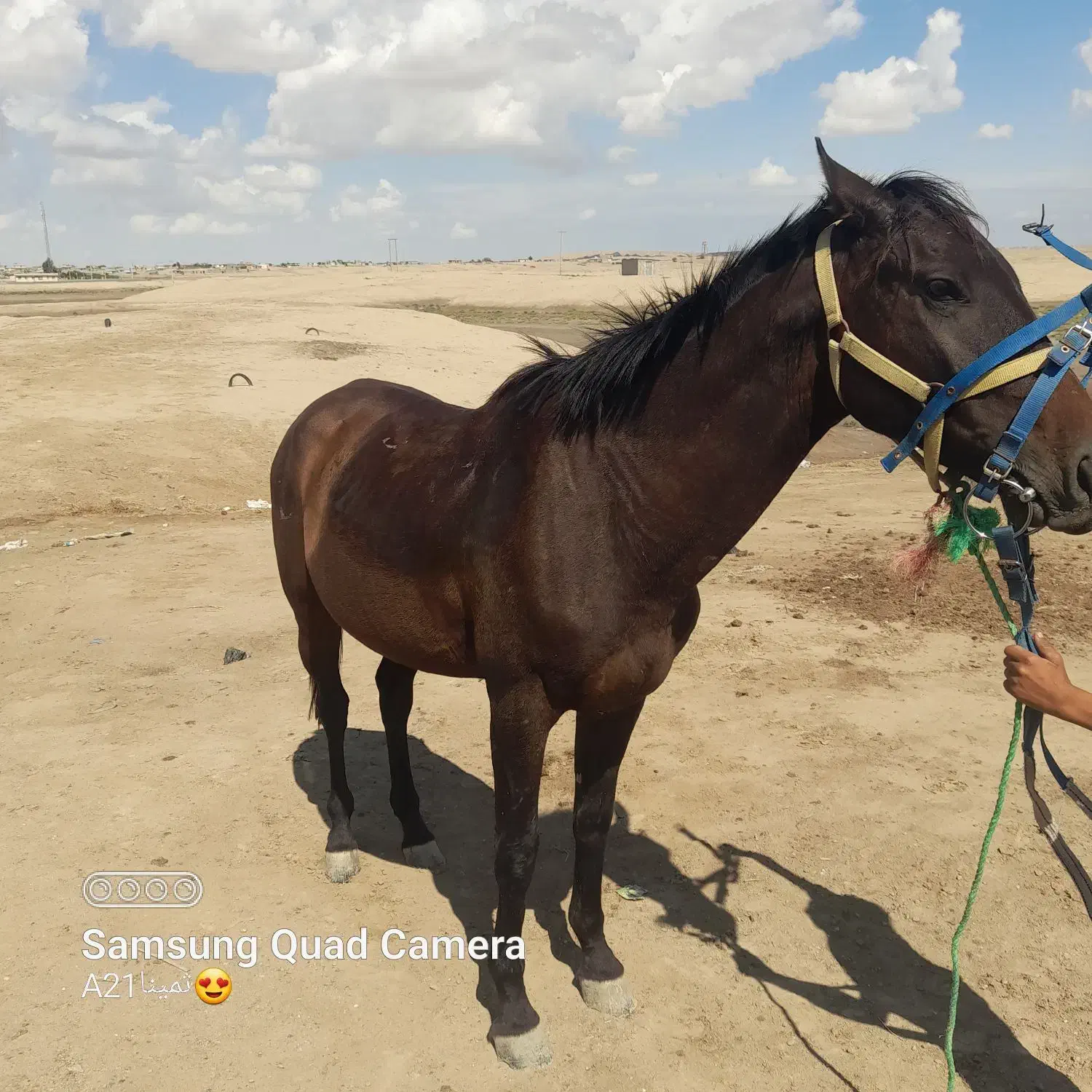 اسب ترکمن|اسب و تجهیزات اسبسواری|گنبد کاووس, |دیوار