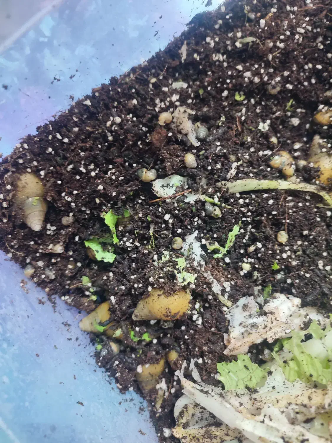 حلزون|خزنده|بیرجند, |دیوار