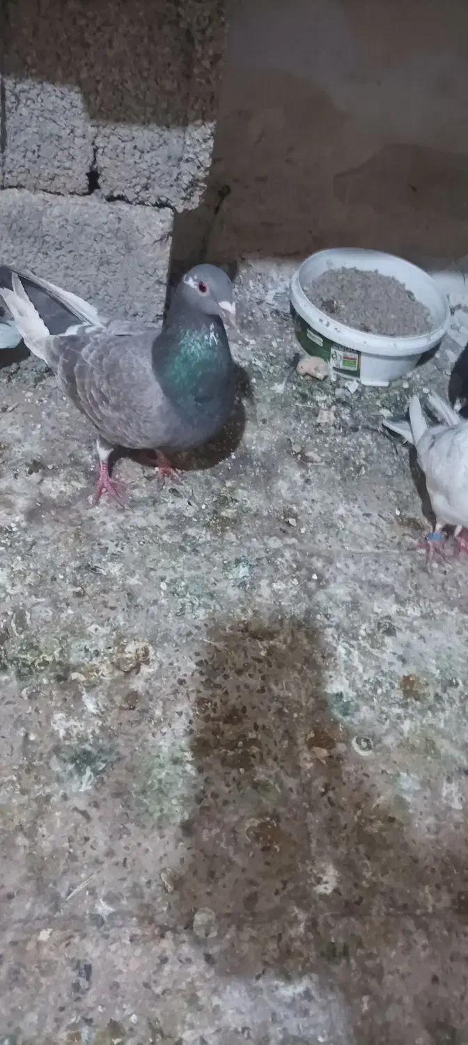 کبوتر|پرنده|ماهدشت, |دیوار