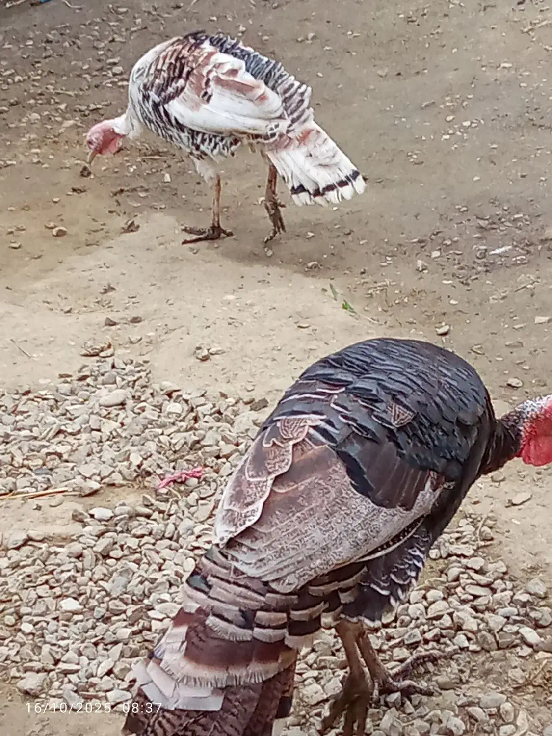 فروش بوقلمون|حیوانات مزرعه|رامسر, |دیوار