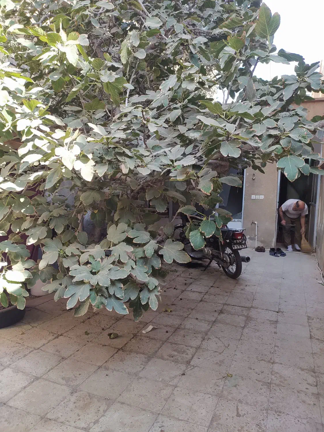 ملک منزل (خانه) کلنگی|فروش زمین و ملک کلنگی|قم, شاه ابراهیم|دیوار