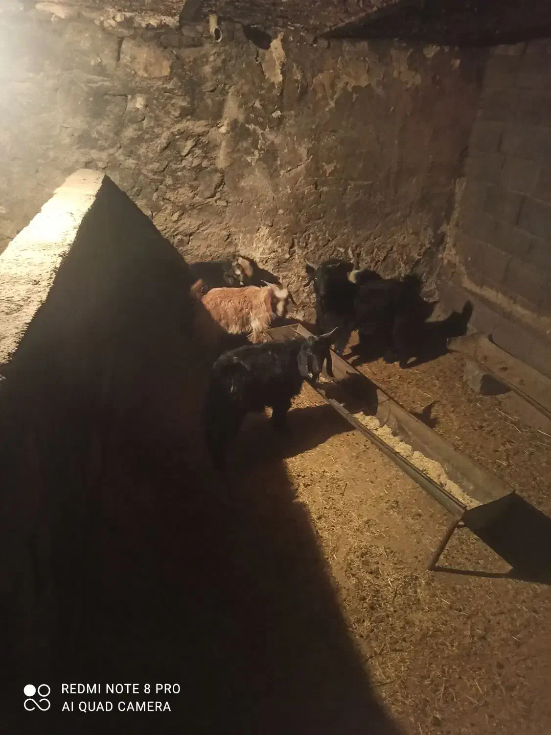 چپش فروشی|حیوانات مزرعه|ازنا, |دیوار