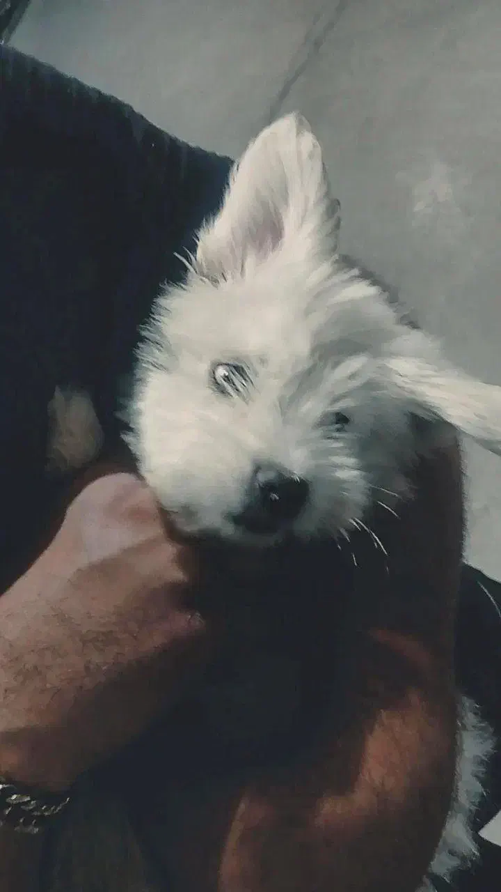 جا ب جایی محل کارم|سگ|چهاردانگه (تهران), |دیوار