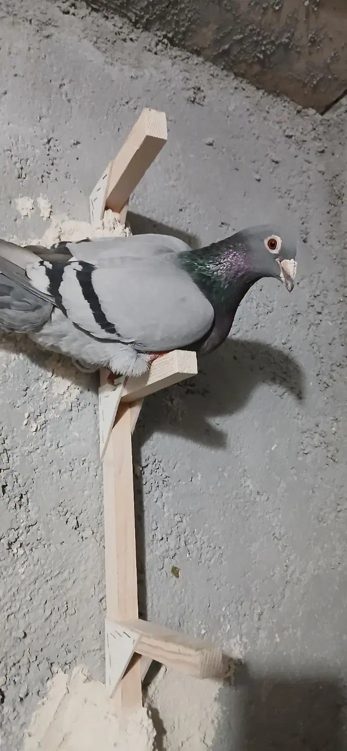 کبوتر شامی پولکی|پرنده|مرودشت, شهرک مهدیه|دیوار