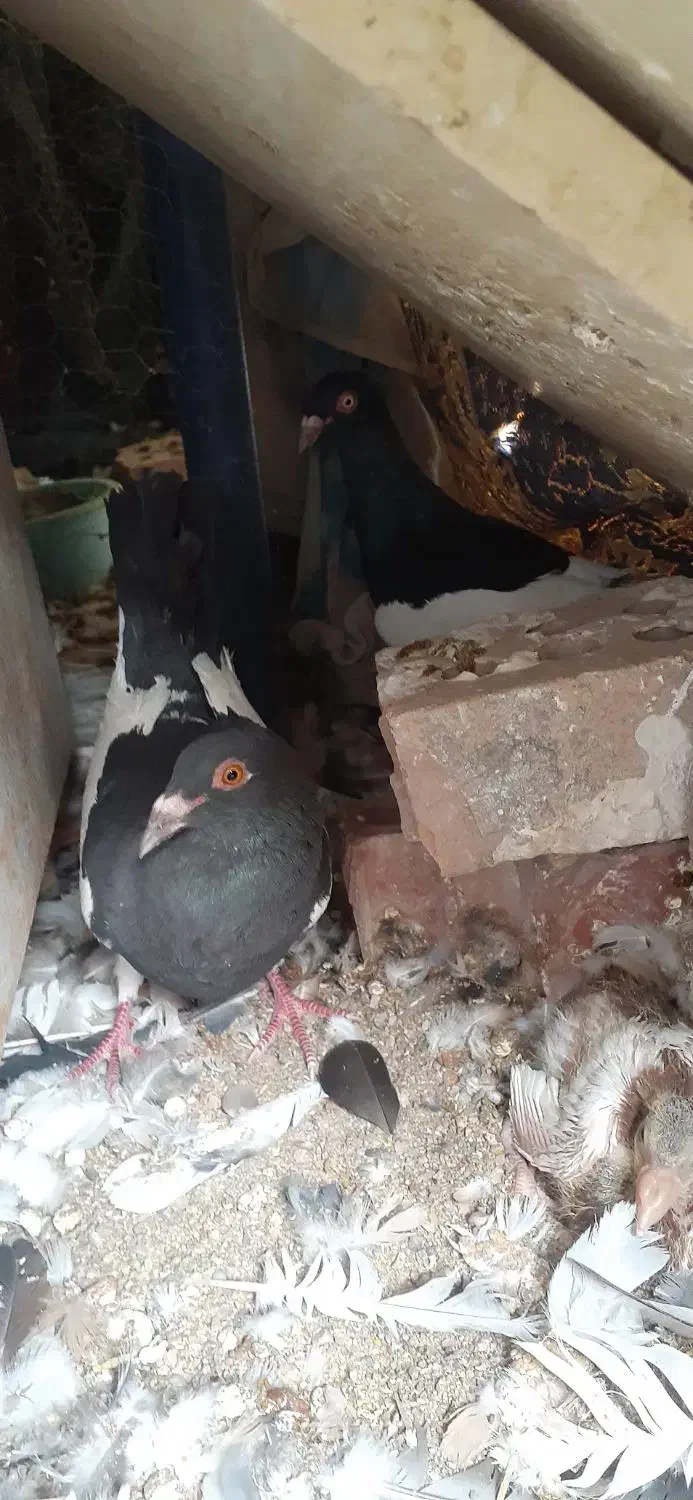 جفتی یهودی دم سفید|پرنده|کرمان, |دیوار