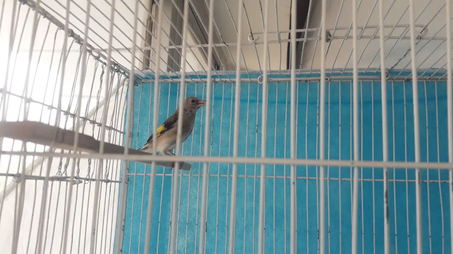 سهره کرمانی|پرنده|شیروان (خراسان), |دیوار