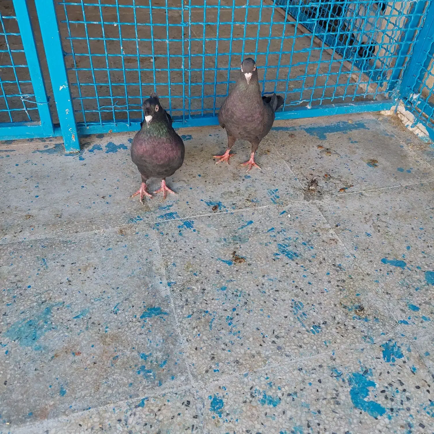 کفتر ماده سیاه بهبهونی دو کاکله|پرنده|شیراز, شهرک رضوان|دیوار