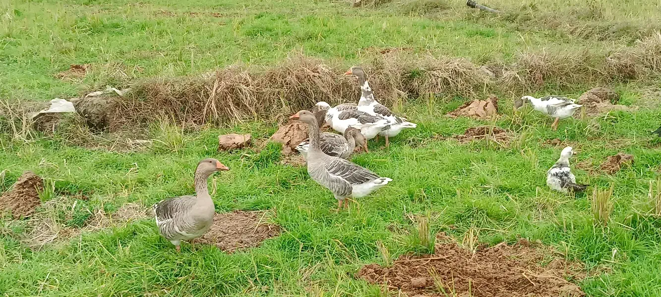 غاز|حیوانات مزرعه|کومله, |دیوار