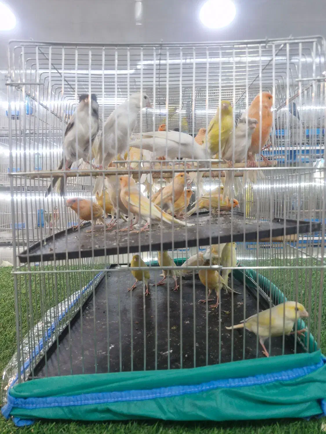 قناری|پرنده|قشم, |دیوار