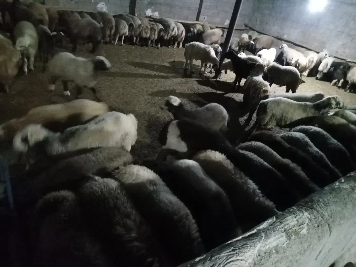 بره نر چاق|حیوانات مزرعه|کوه چنار, |دیوار