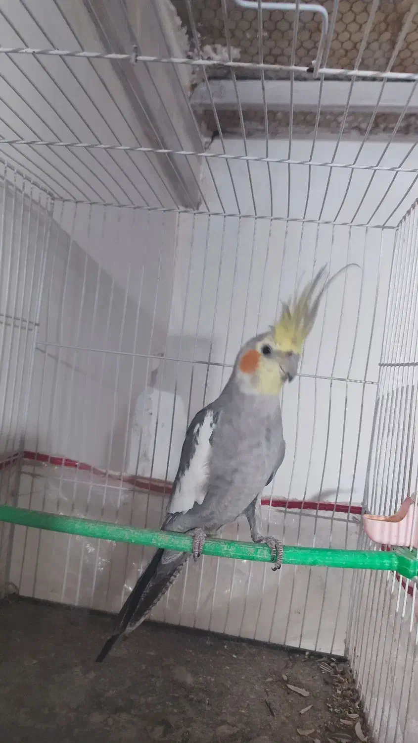 عروس هلندی نر ۸ ماهه|پرنده|مشهد, توس فردوسی|دیوار