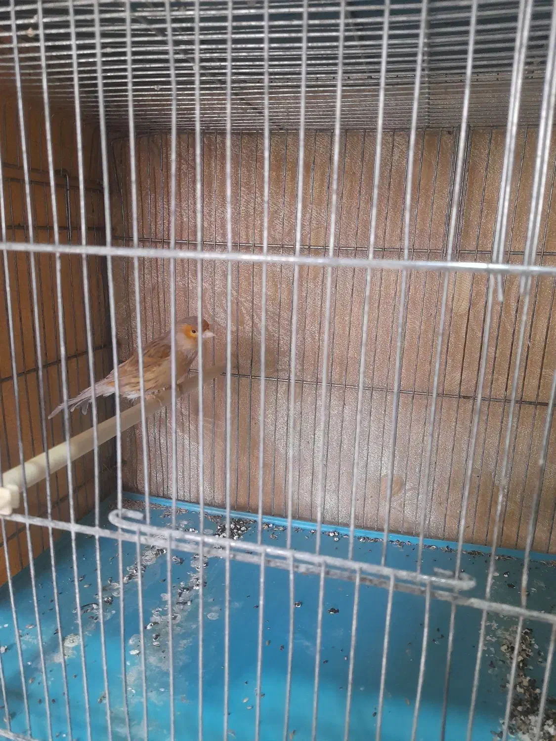 قناری|پرنده|محمدشهر, شهرک پیام (مهرالبرز)|دیوار