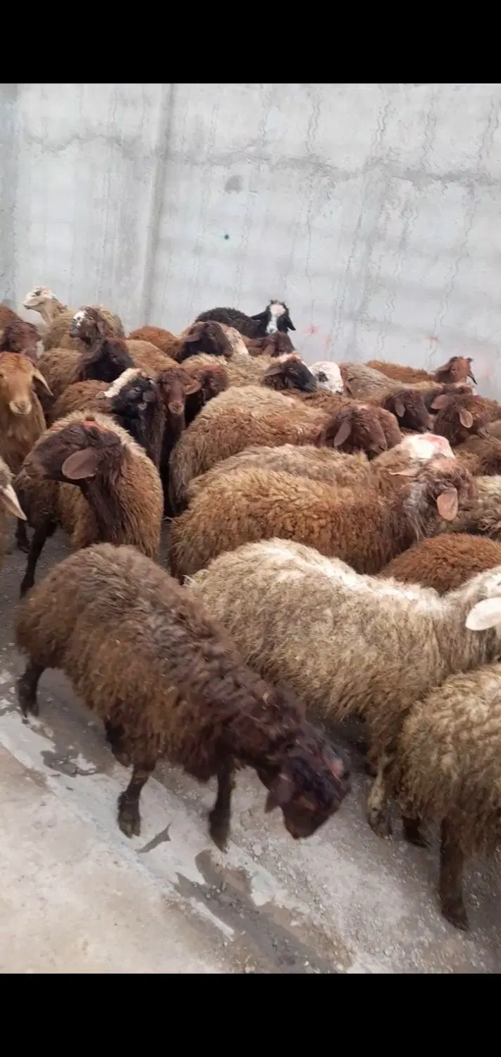 بره|حیوانات مزرعه|بوکان, |دیوار