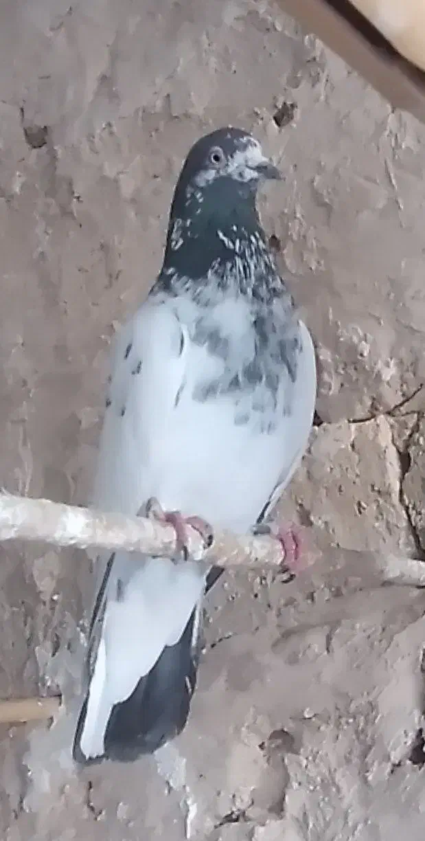 کبوتر پرشی|پرنده|هشتگرد, خور|دیوار