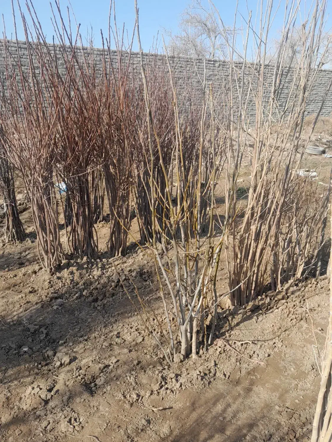 نهال|گل و گیاه طبیعی|مشهد, مهدی آباد|دیوار