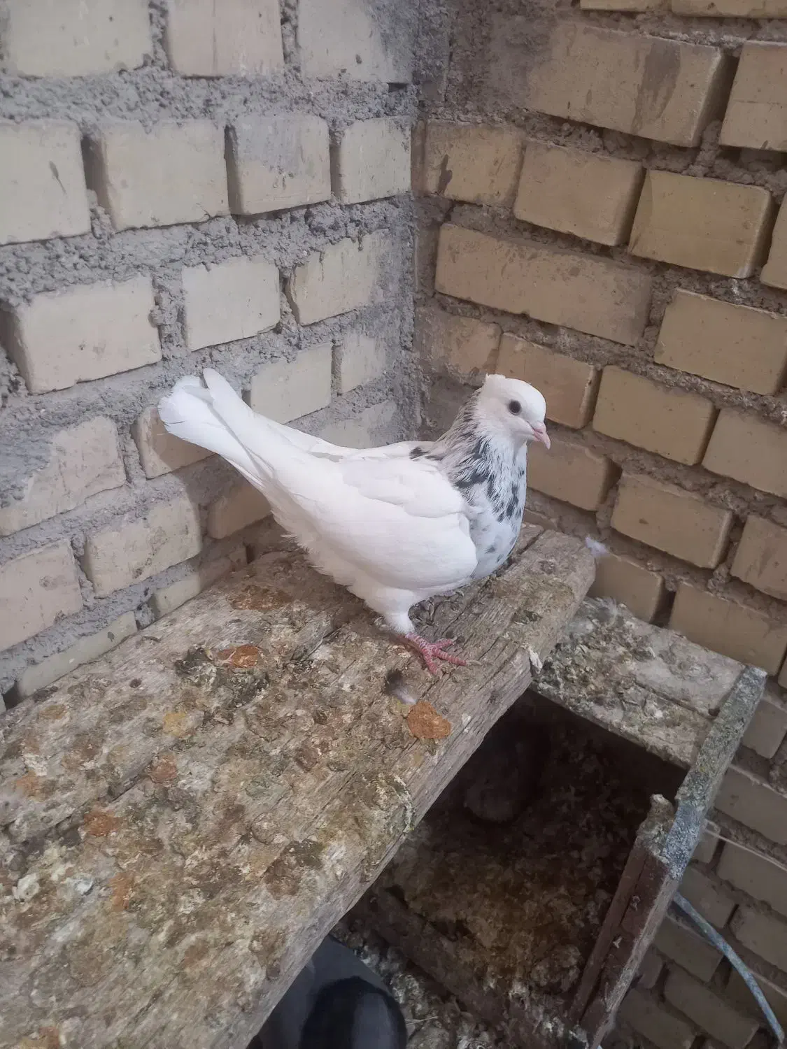 ماده الماسی تازه بند آخرخشک کرده درجه یک|پرنده|شبانکاره, |دیوار