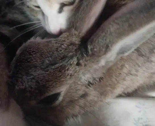 واگذاری بچه خرگوش|موش و خرگوش|فردیس, شهرک سپاه|دیوار