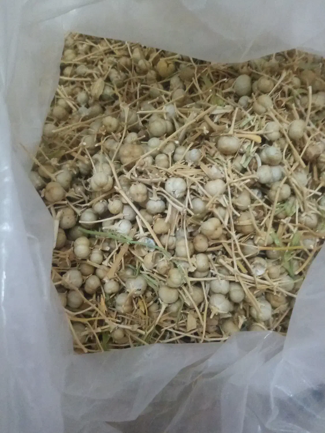 اسپندبومی تازه چیده شده فوق العاده خوشبو|خوردنی و آشامیدنی|اصفهان, هفتون|دیوار