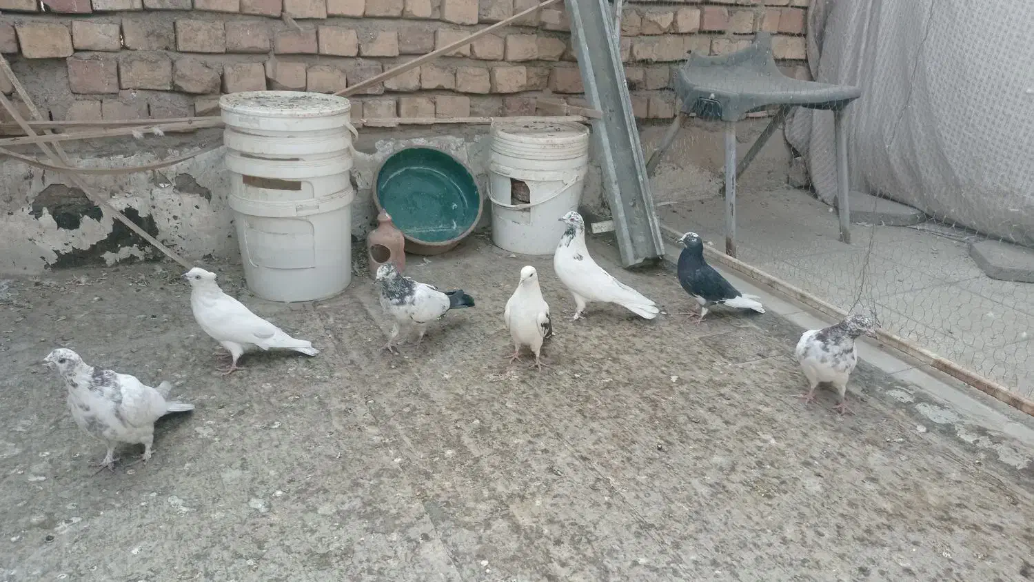 1.500.000|پرنده|کاشان, صفی آباد|دیوار