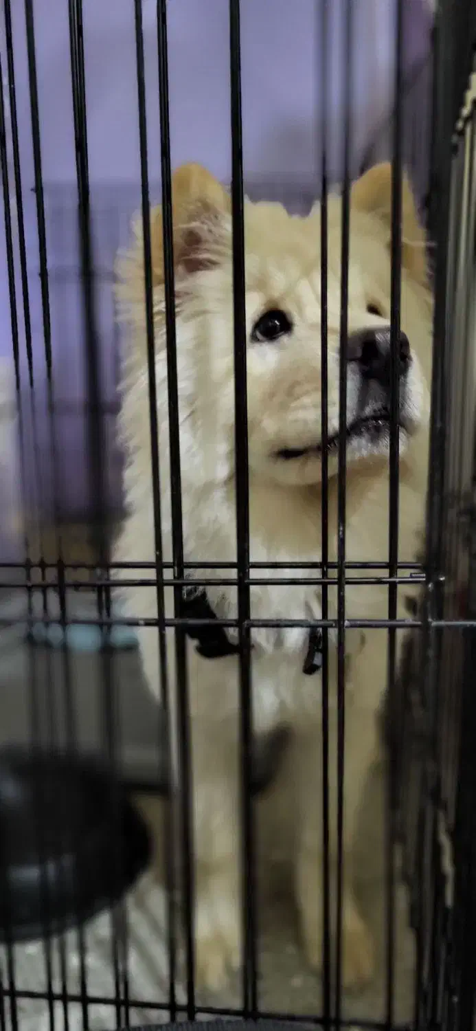 توله چاو چاو 4ماهه|سگ|بروجن, |دیوار