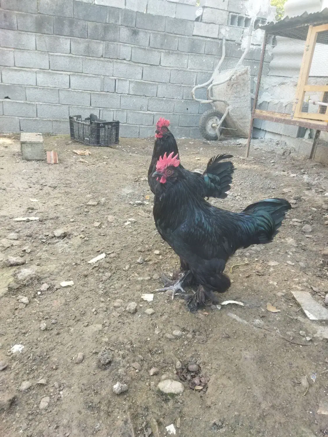 خروس مرندی|حیوانات مزرعه|شیرگاه, |دیوار