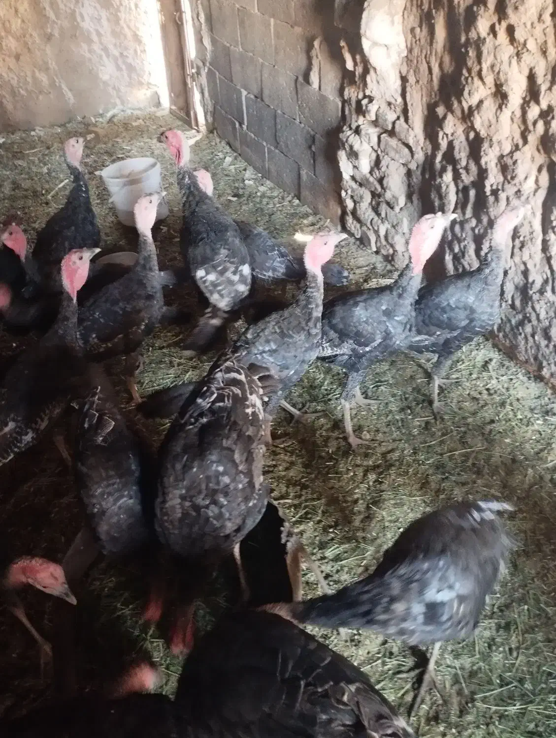 تعداد 18عدد بوقلمون برنزه|حیوانات مزرعه|خواف, |دیوار