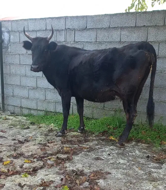 گاو دورگ محلی ۸ماه آبستن گوساله لیشه ورزا|حیوانات مزرعه|تالش, هشتپر|دیوار