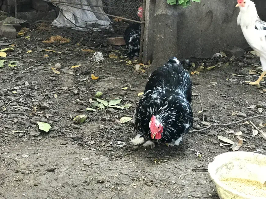 خروس کوچین بلک متلد|حیوانات مزرعه|بابل, |دیوار