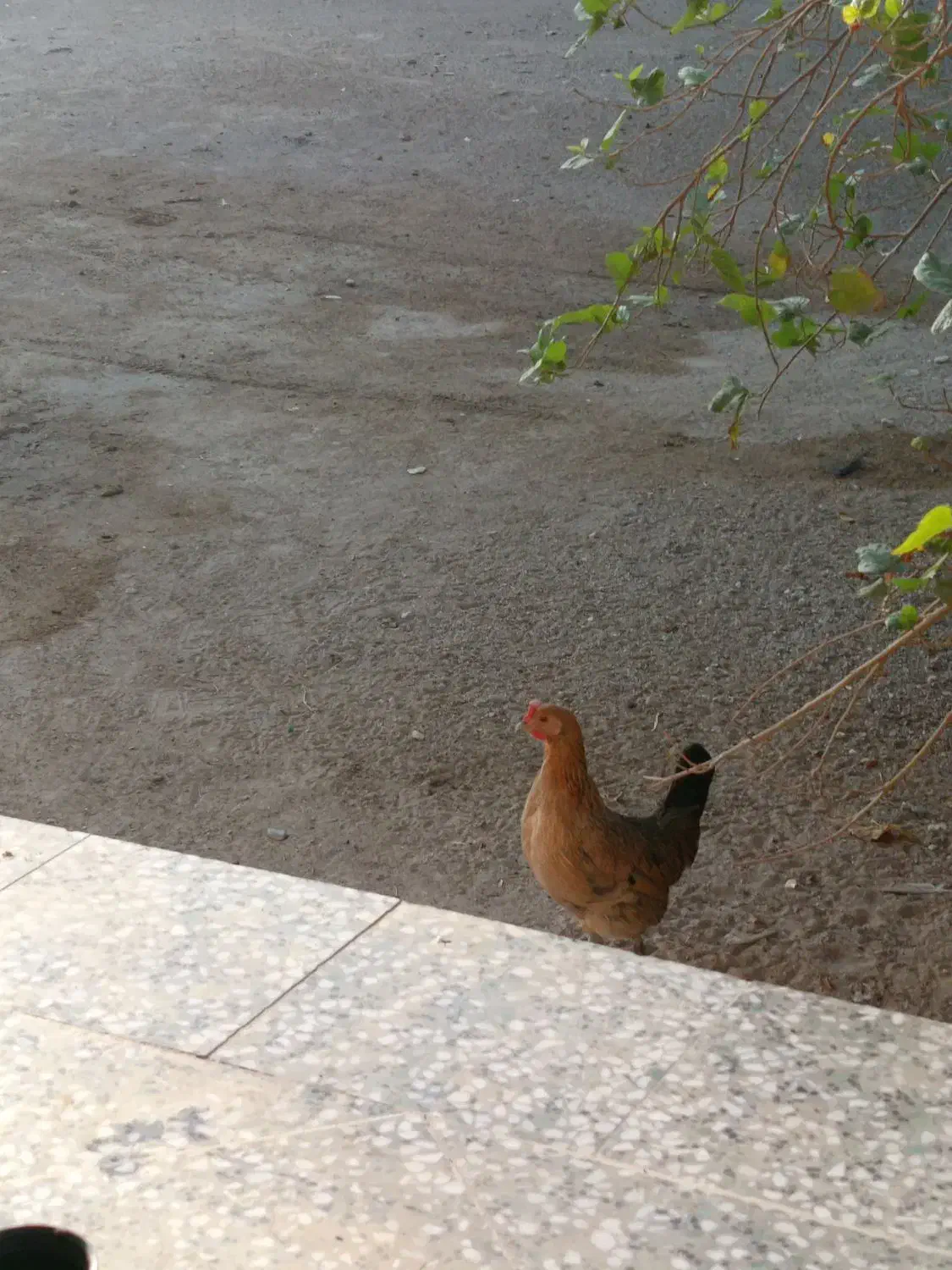 مرغ وخروس پاکوتاه|حیوانات مزرعه|بندرعباس, |دیوار