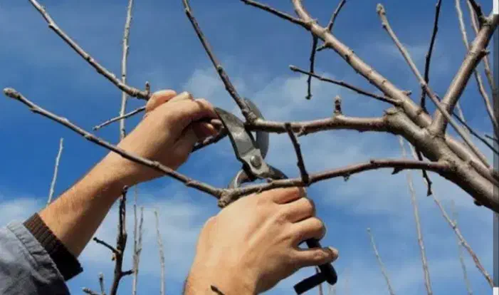 هرس کاری و سم پاشی باغ ومنازل|خدمات باغبانی و درختکاری|صباشهر, |دیوار