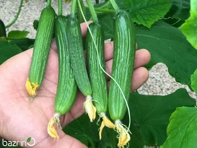 خیار خیارشوری درجه یک|خوردنی و آشامیدنی|تهران, بریانک|دیوار