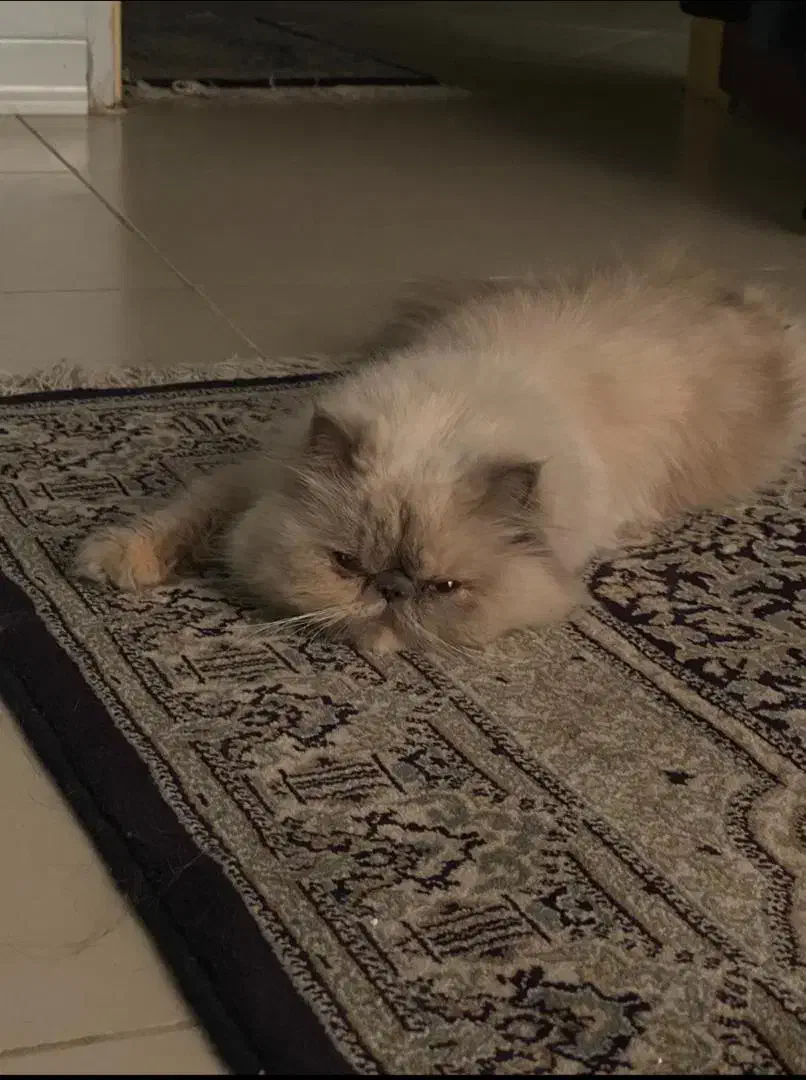 فروش و واگذاری|گربه|شهریار, شهریار|دیوار