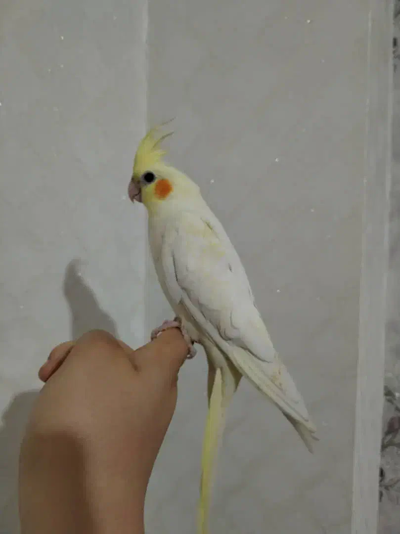 فروش دو عدد عروس هلندی لوتینو زعفرانی|پرنده|ماکو, |دیوار