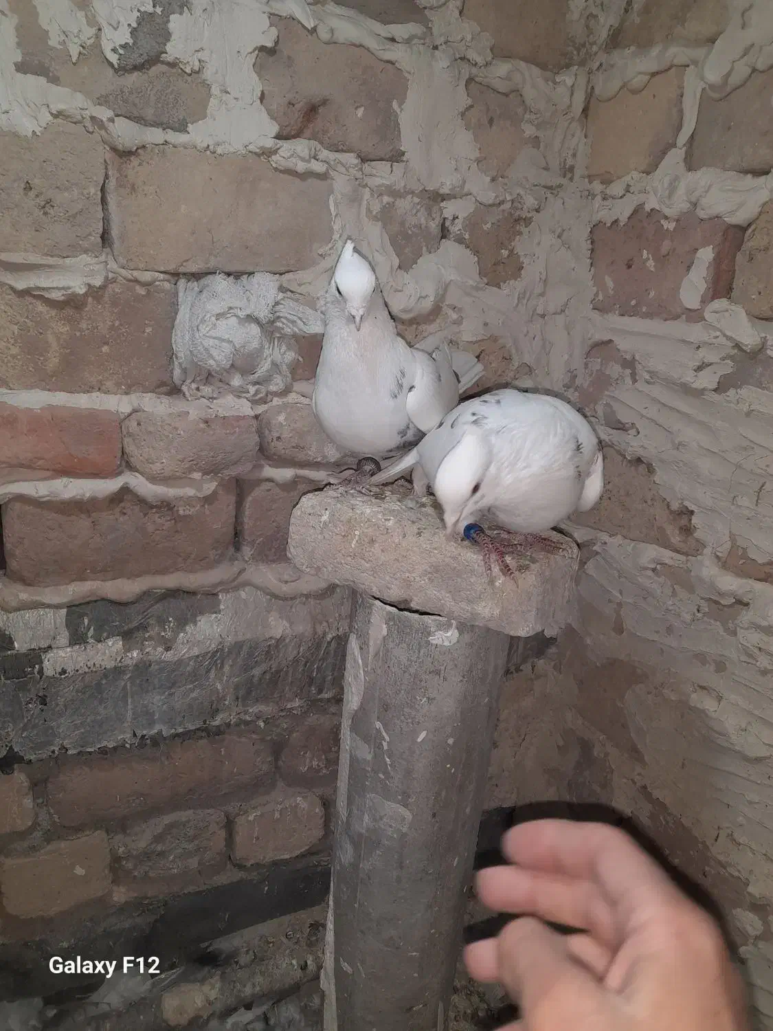 کفتر .سار کاکلی ساده افشون|پرنده|فریمان, |دیوار