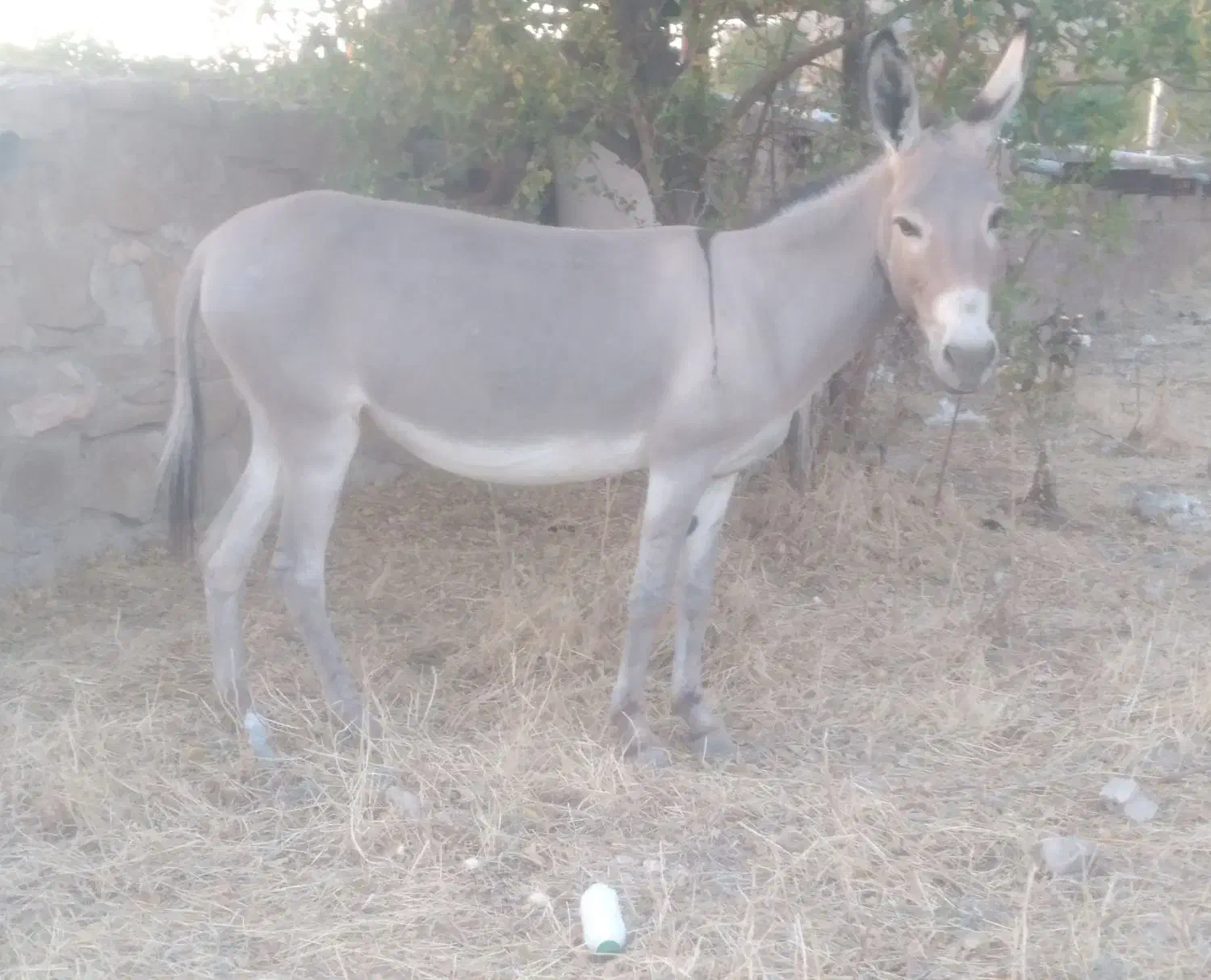 خرماده|حیوانات|بندرعباس, |دیوار