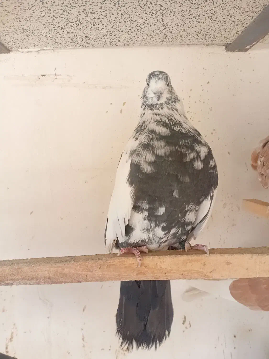 تعدادی کبوتر درجه یک|پرنده|ری, حمزهآباد|دیوار